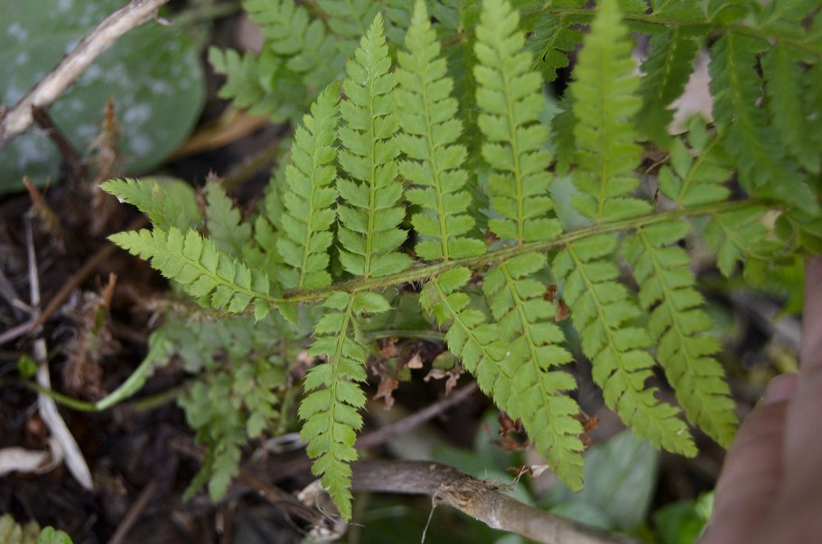 7. Щитовник мужской (dryopteris filix-mas)