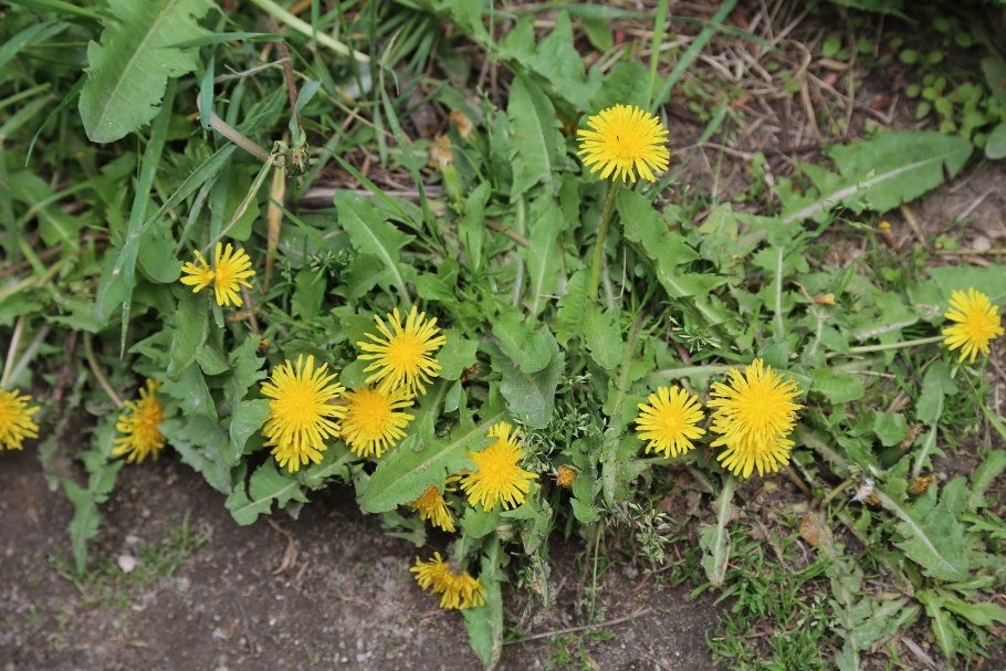 Taraxacum officinale листья