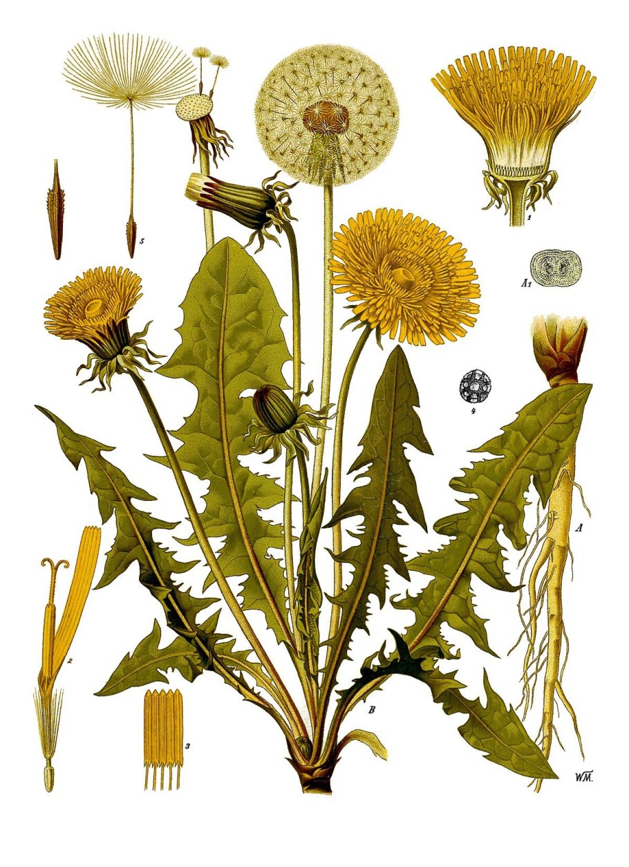 Одуванчик лекарственный Taraxacum officinale Wigg.