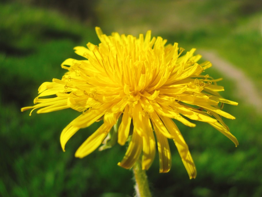 Taraxacum officinale Ботанический рисунок