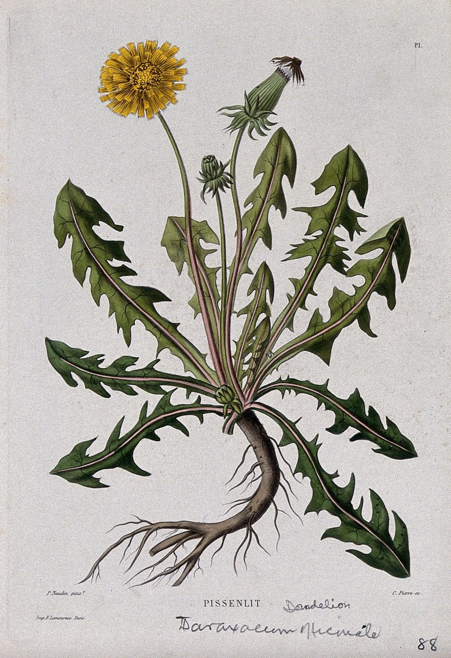 Диаграмма Taraxacum officinale