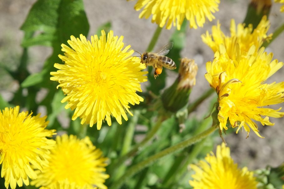 Taraxacum officinale иллюстрация