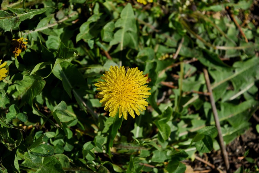 Taraxacum officinale завязь