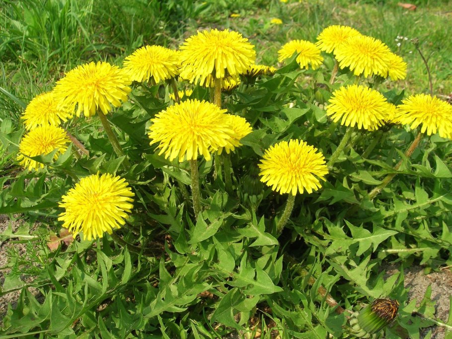 22. Одуванчик лекарственный (лат. Taraxacum officinale Wigg.)