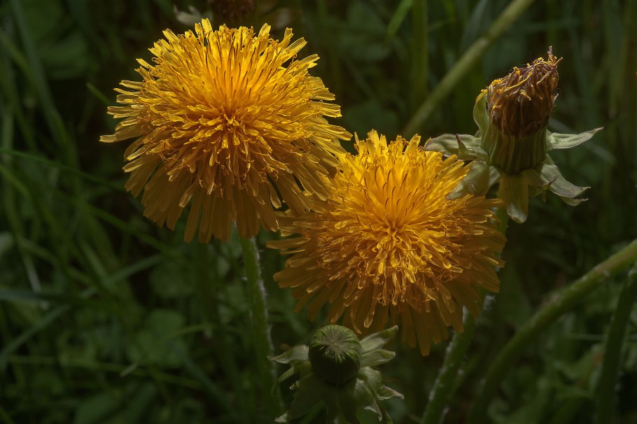 Одуванчик лекарственный – Taraxacum officinale