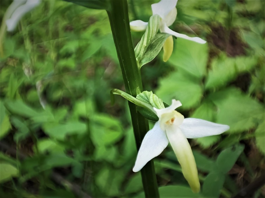 Любка Богданович
