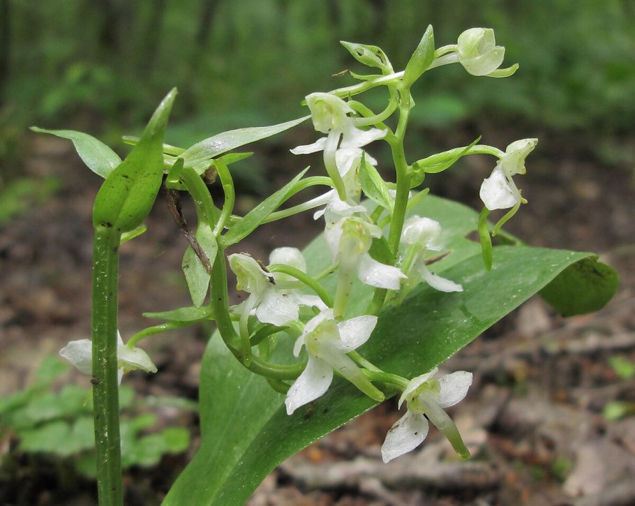 Platanthera bifolia