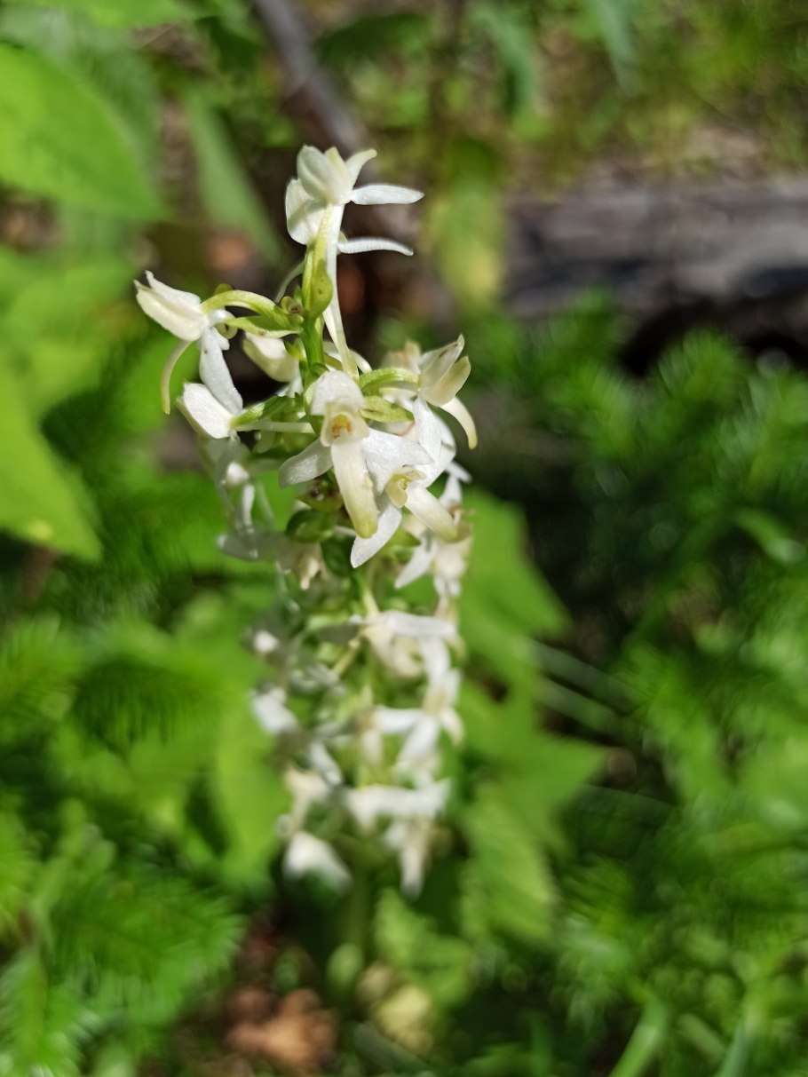 Филодофил синоним цветы