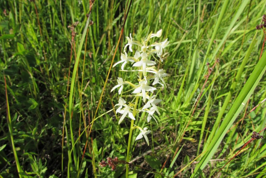 Platanthera grandiflora