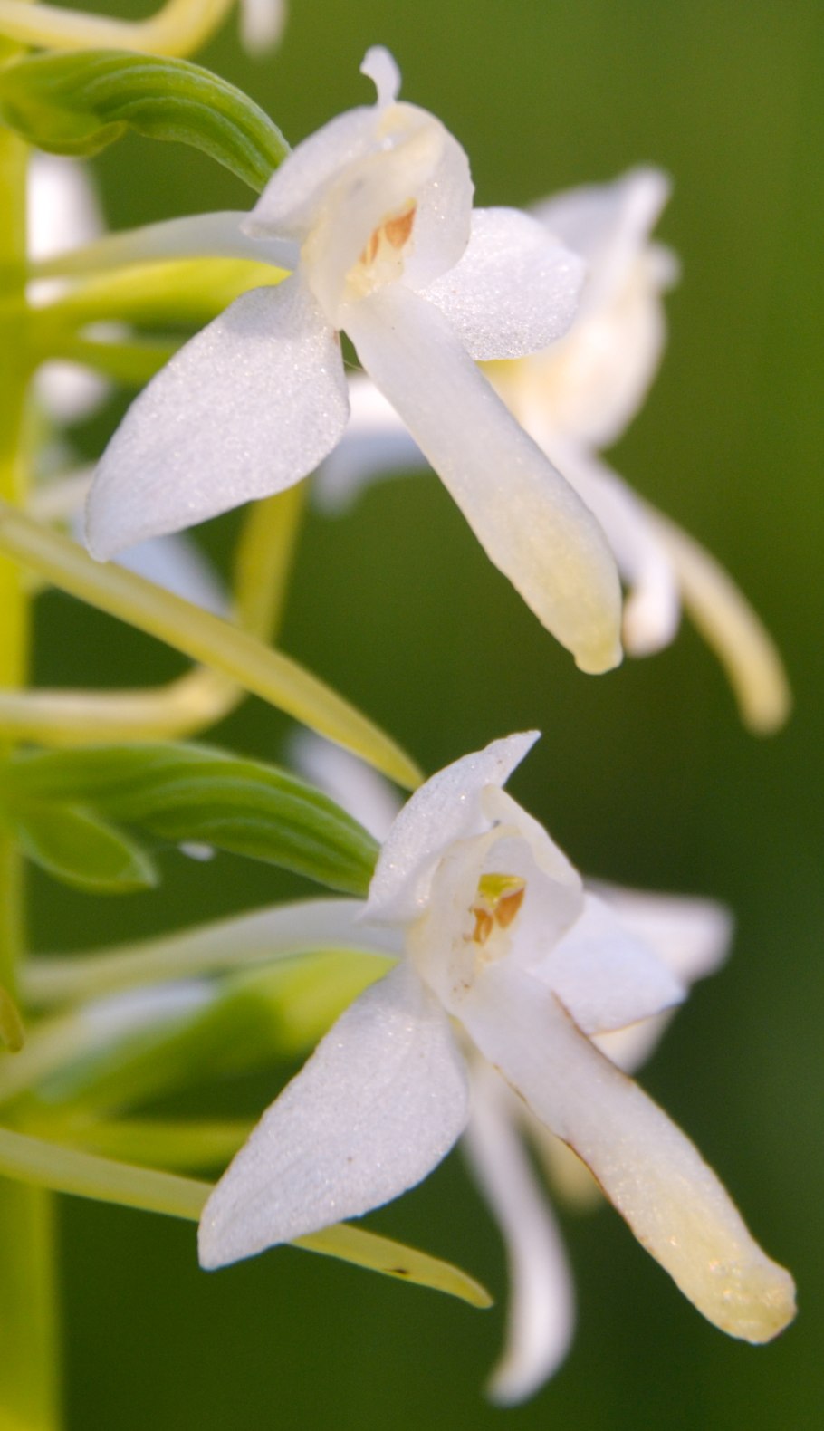 Орхидеи средней полосы России