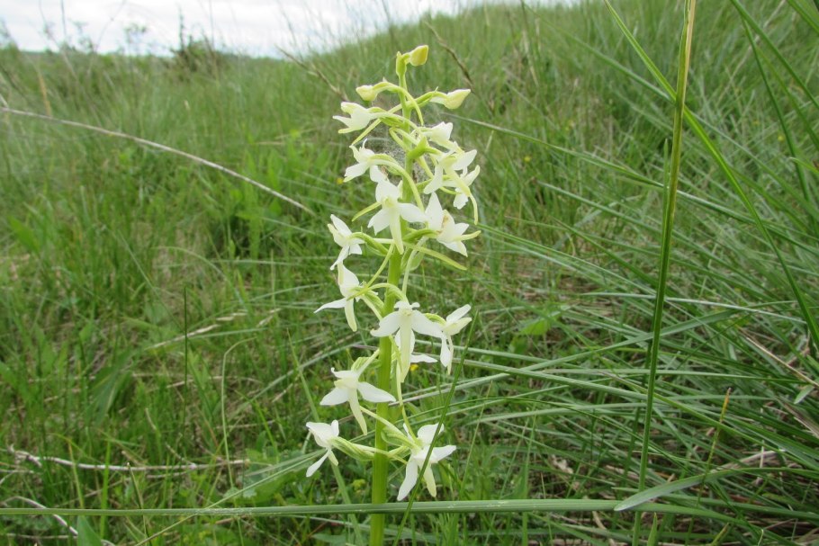 Любка двулистная (Platanthera bifolia)