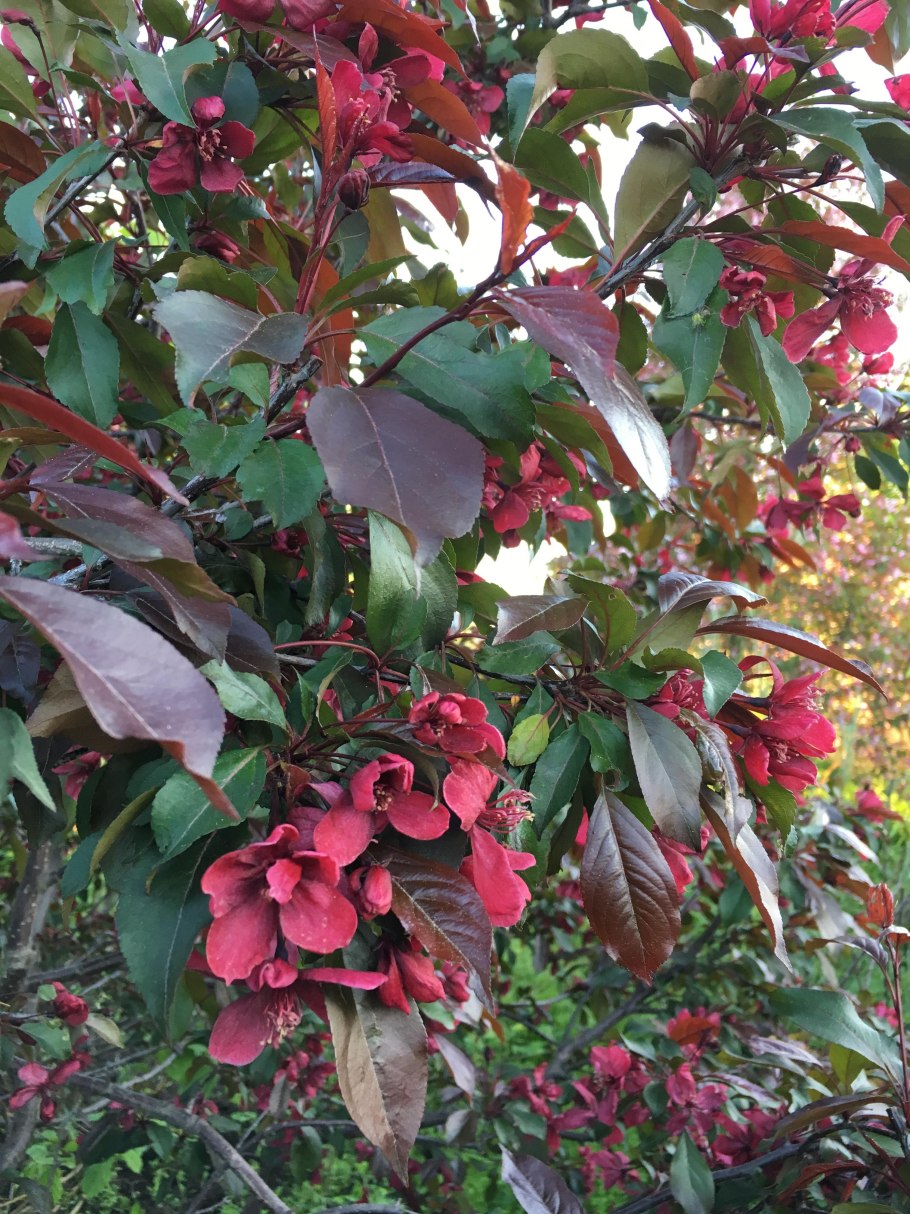 Яблоня краснолистная Кармен