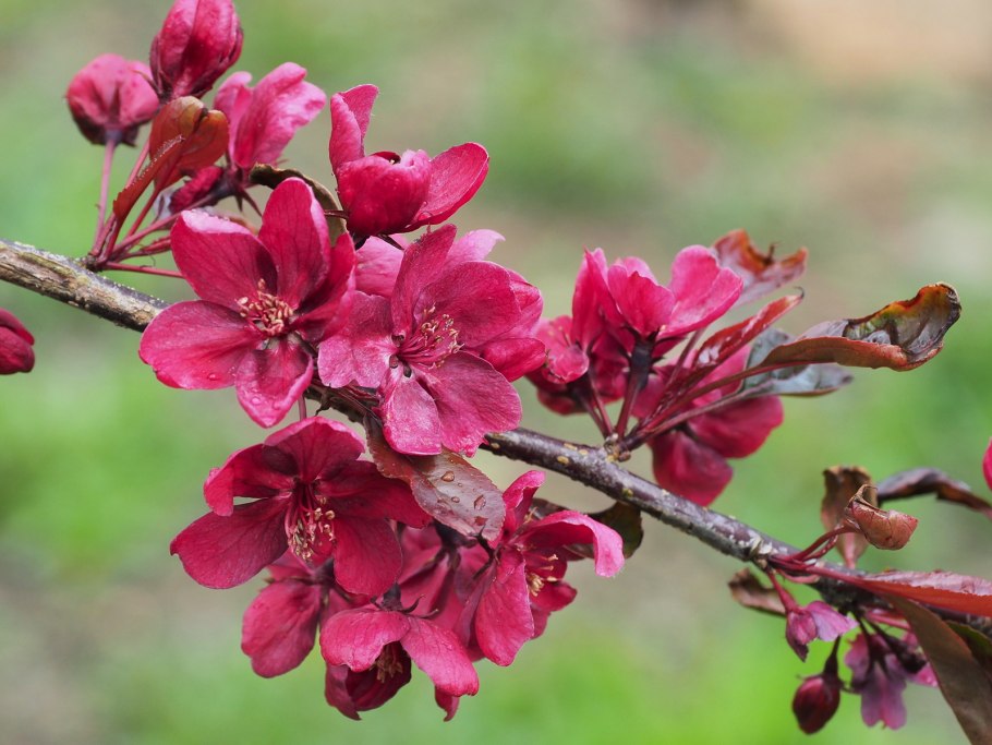 Яблоня Недзвецкого зимой