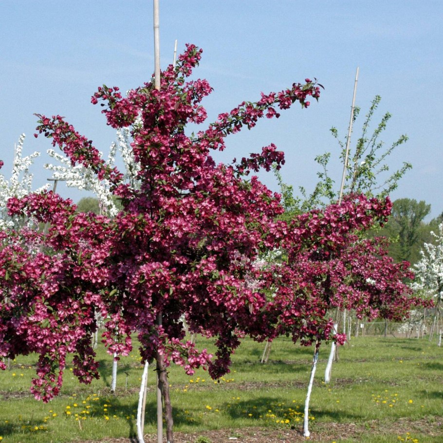 Яблоня Malus Fontana