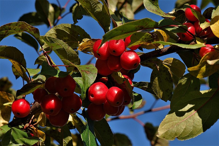 Яблоня декоративная Paul Hauber