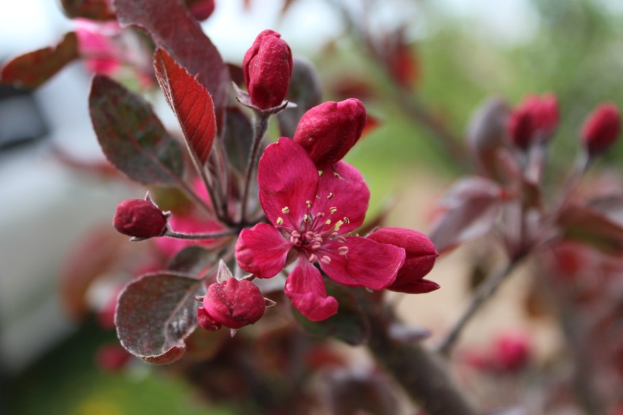 Яблоня Недзвецкого