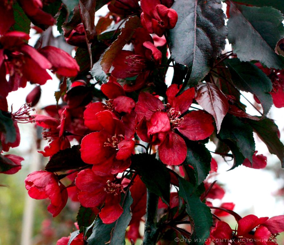 Яблоня Прери Файер