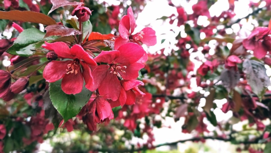 Яблоня краснолистная Хелена