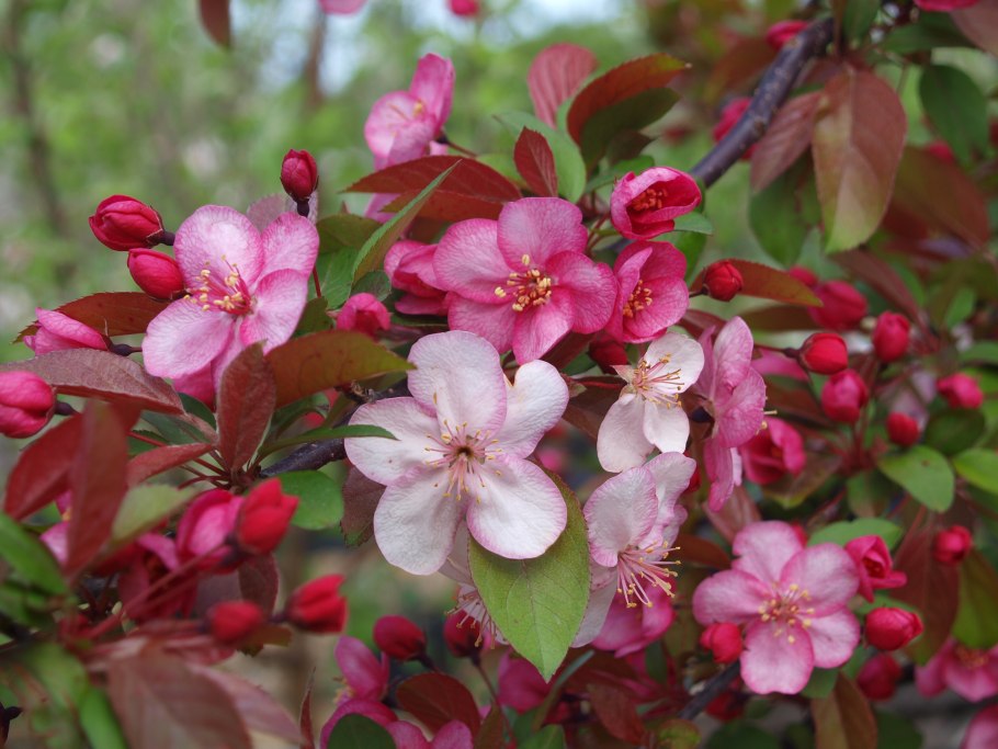 Malus yunnanensis -