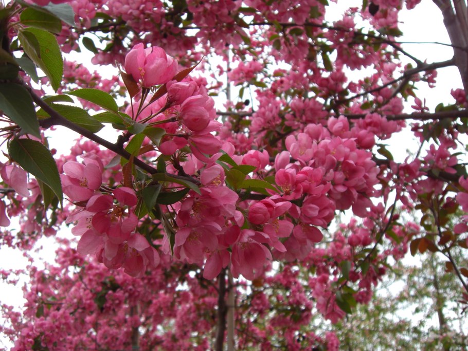 Яблоня Недзвецкого Malus niedzwetzkyana