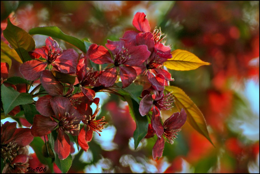 Краснолистная яблоня пионерка