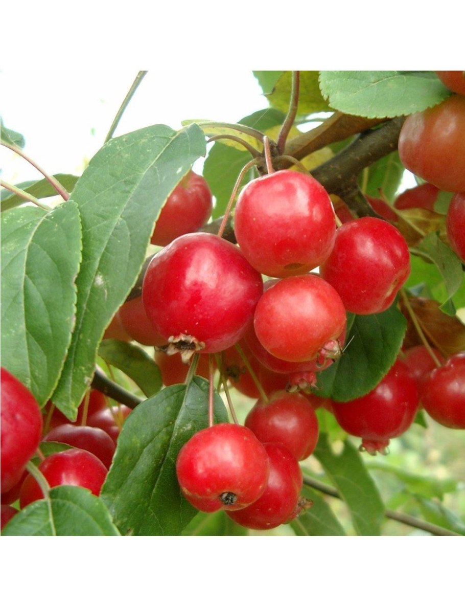 Яблоня Malus Profusion