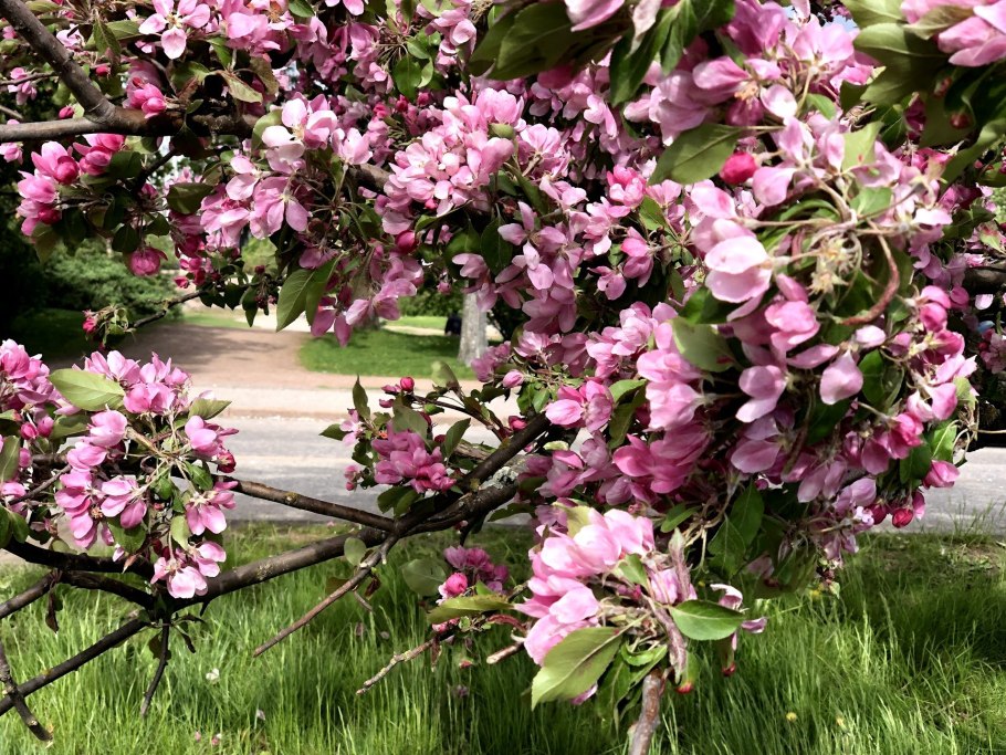 Яблоня Malus Ola