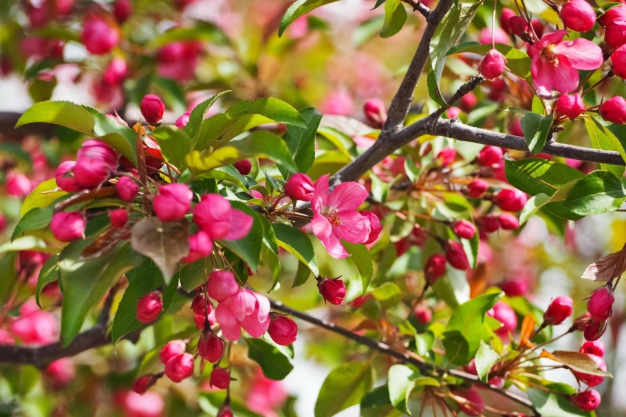 Яблоня Профьюжн