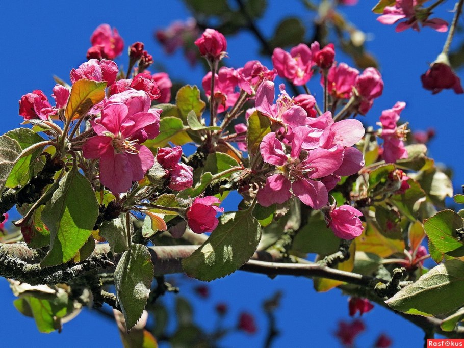 Дерево с красными листьями весной