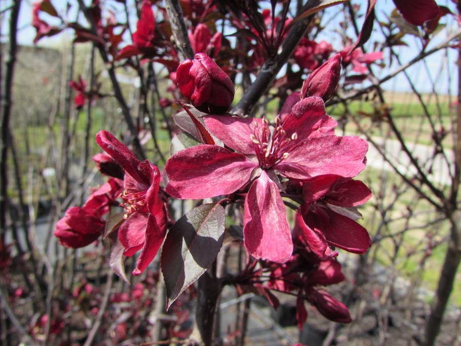 Яблоня краснолистная Кармен