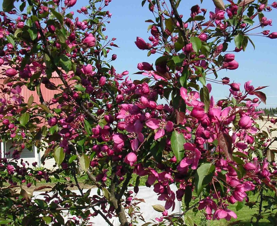 Яблоня краснолистная Недзведского