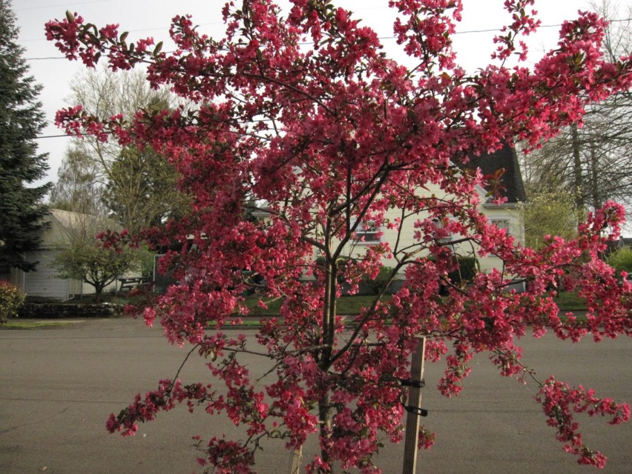 Яблоня краснолистная Кармен