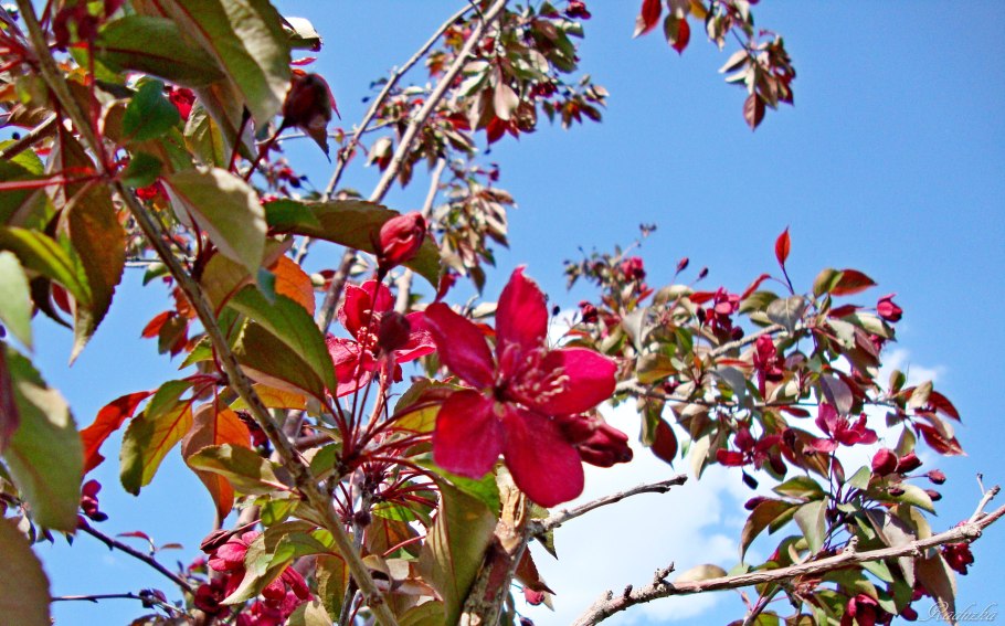 Яблоня Ягодная 'Red Set'