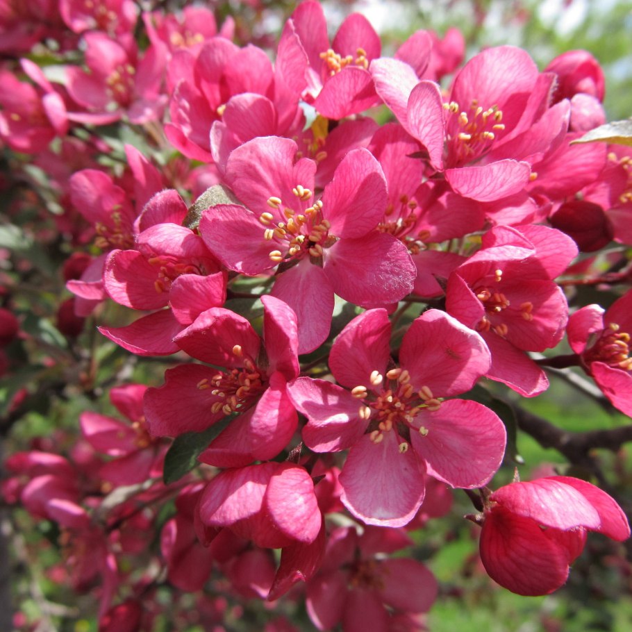 Яблоня Malus eleyi