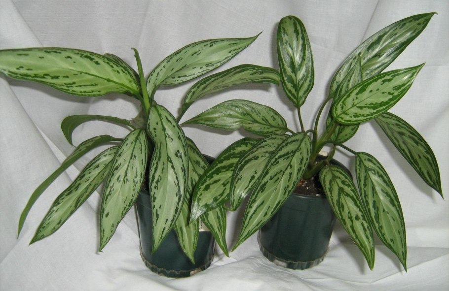 Аглаонема Мария