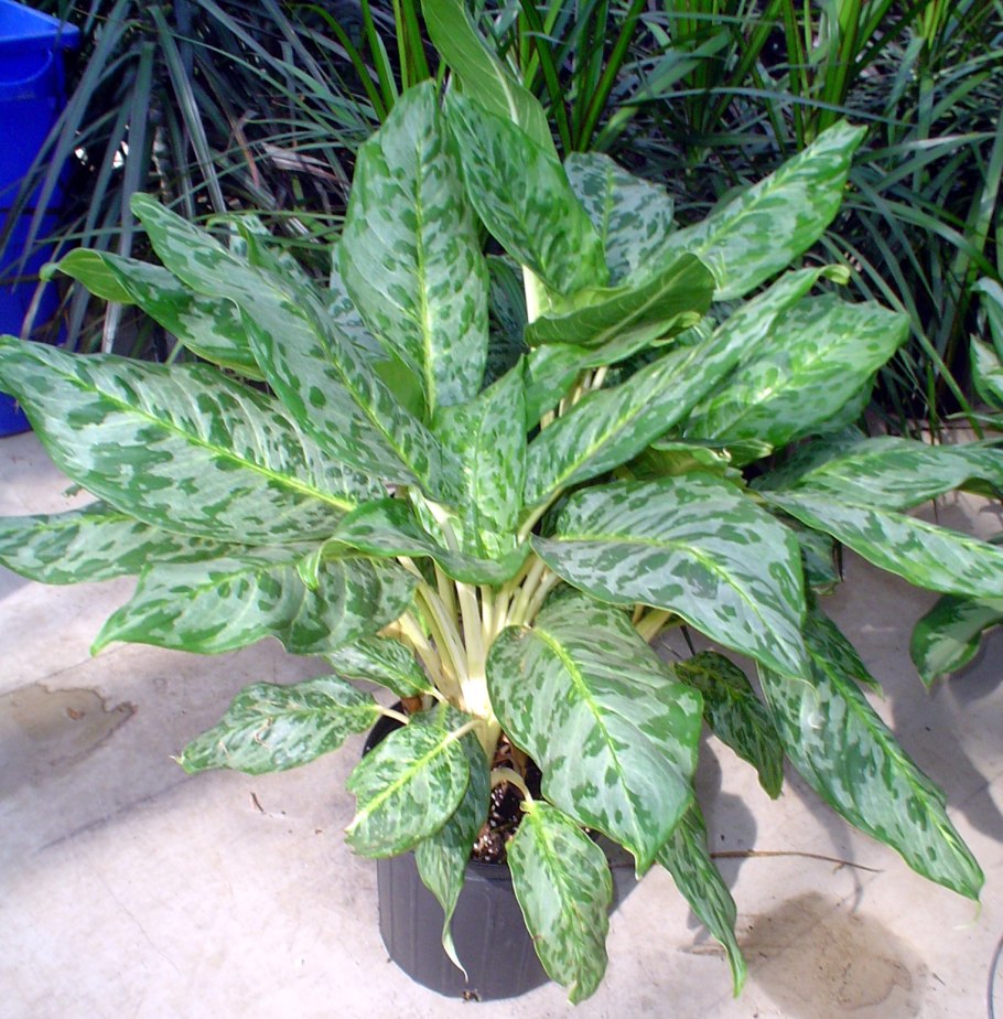 Аглаонема кудрявая