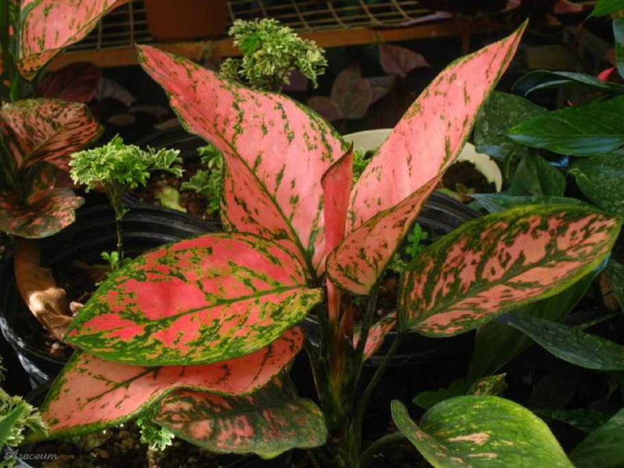Аглаонема красная