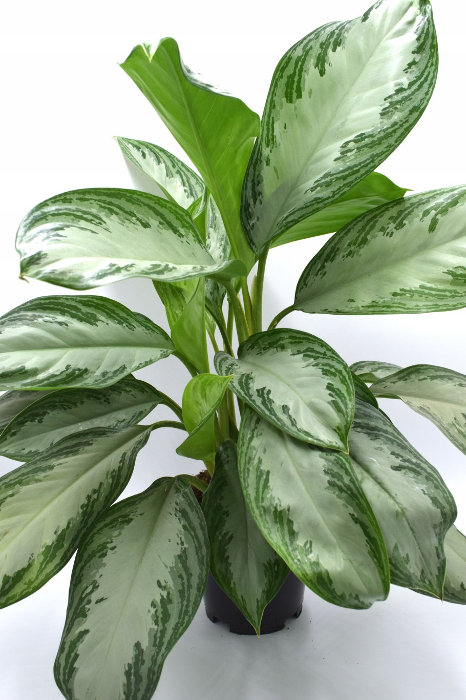 Аглаонема Тигрис