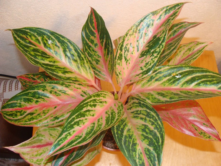 Аглаонема продолговатолистная