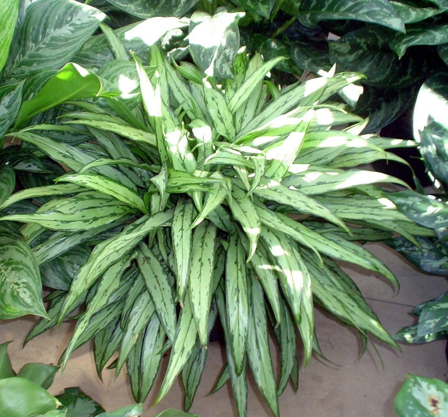 Аглаонема Тайволи