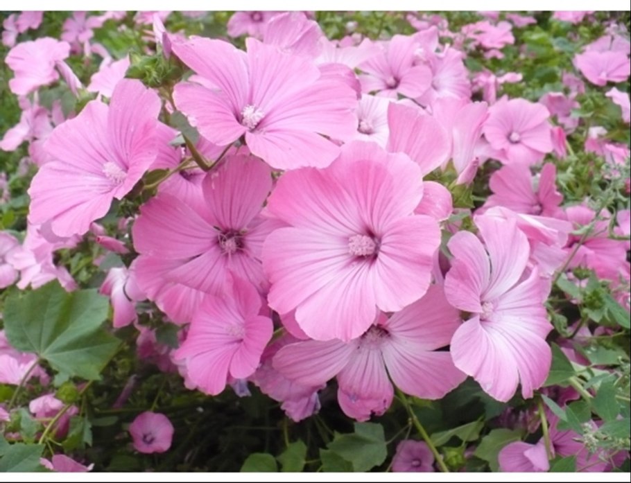 Мальва морщинистая - шток - роза