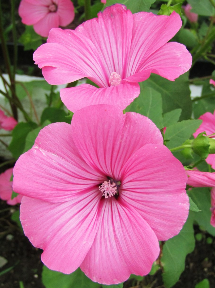 Лаватера тюрингенская многолетняя