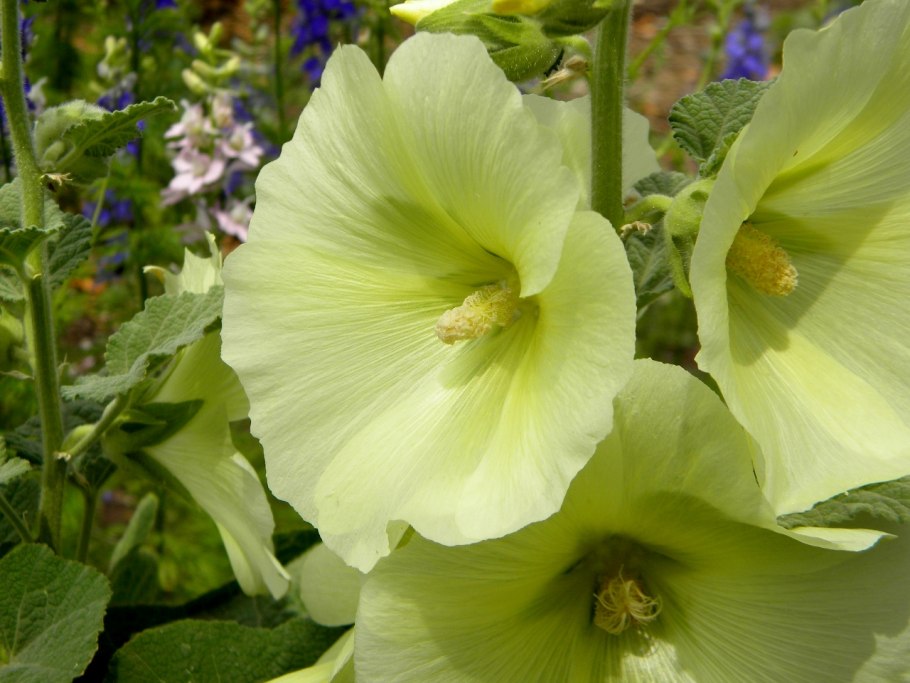 Лаватера желтая