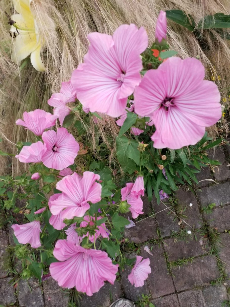 Малопа Беляна