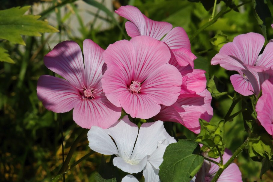 Энотера ламаркиана