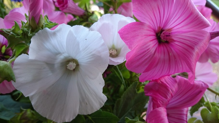 Лаватера хатьма