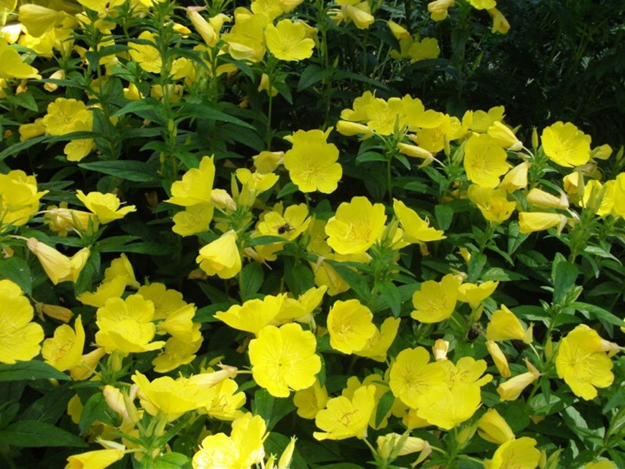 Мальва шток роза желтая