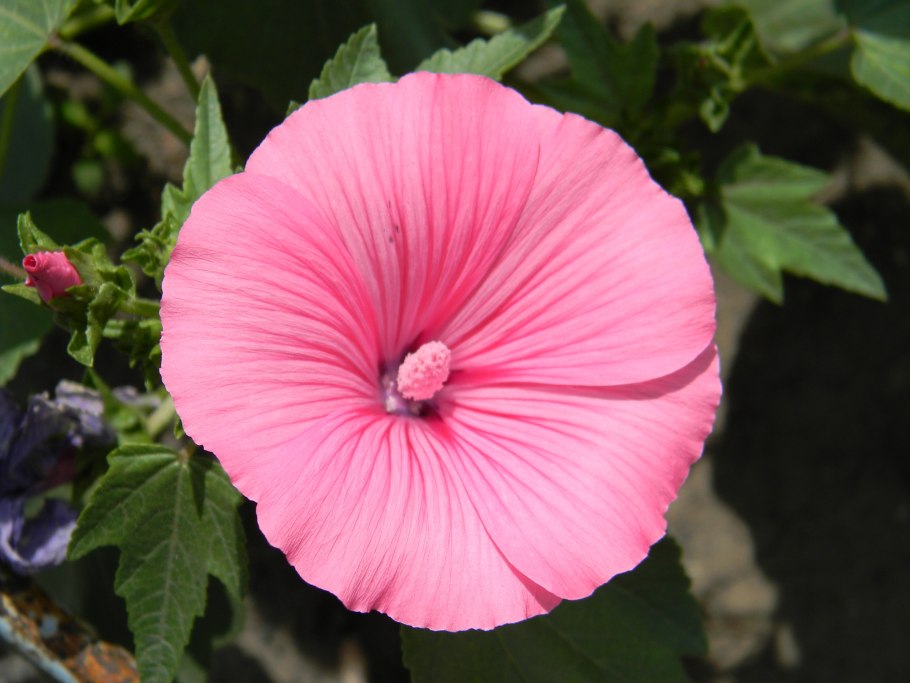 Лаватера чаровница