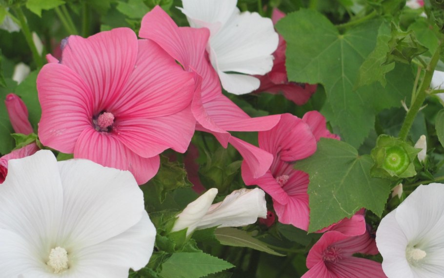 Мальва лаватера