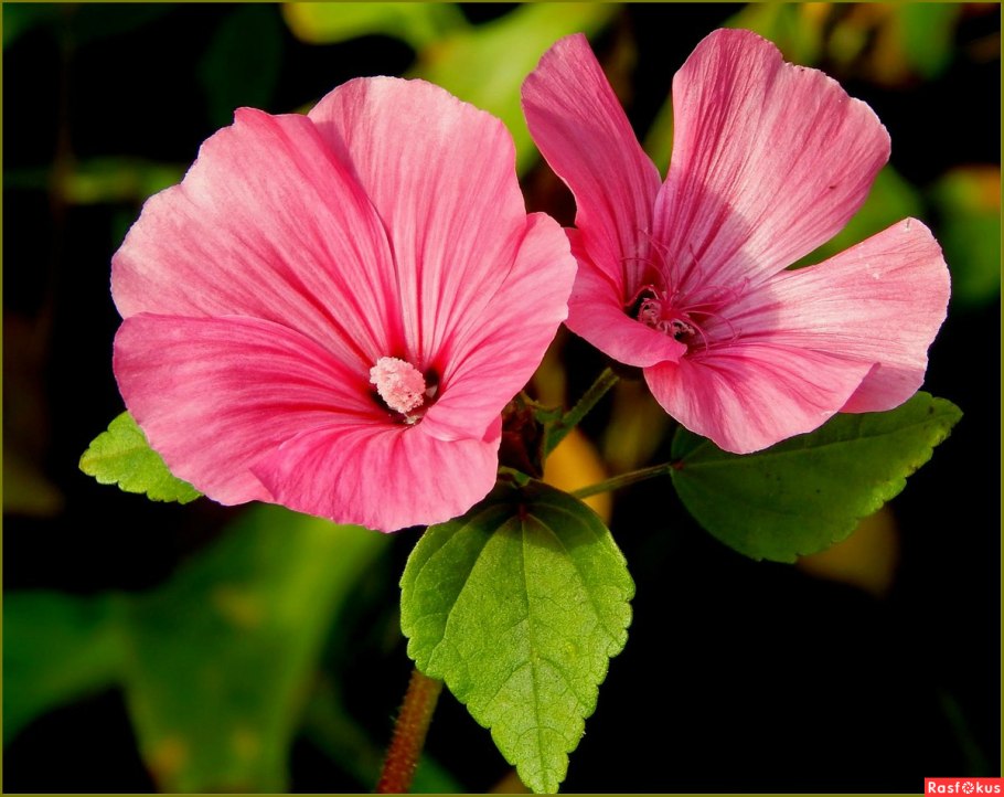 Лаватера Рубин